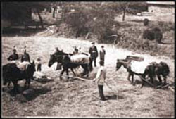 Baier Family with Horses, 1900