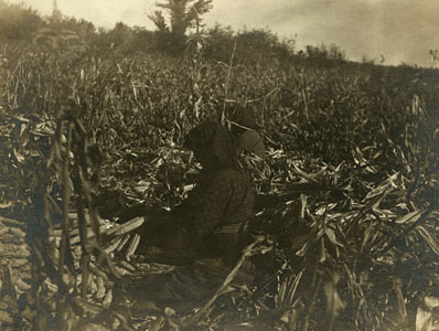 husking corn in the field
