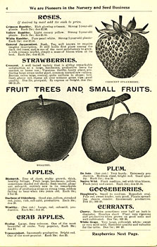 Page 4 of 1903 Will Seed Company Catalog