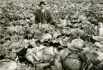 Peter Reid, Deputy Warden with cabbage garden, state penitentiary, Bismarck, ND