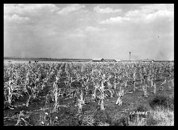 Dried up corn stalks caused by drought