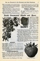 Will Seed Company Catalog 1902 p3