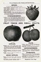 Will Seed Company Catalog 1903 p4