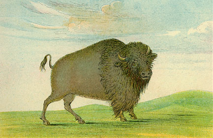 Catlin sketch of buffalo