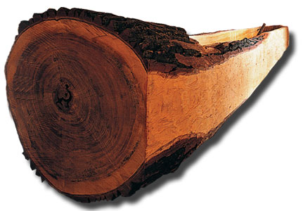 pirogue made from holowed out cottonwood tree