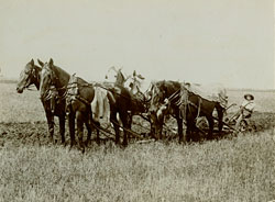 five horse team plowing