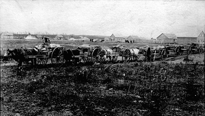 Red River ox cart train