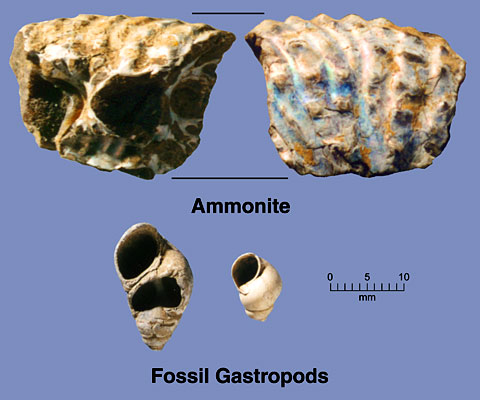 Fossil Gastropods