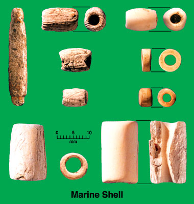 marine shells